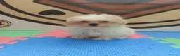 Bichón Maltés perros en venta: Bichón maltés  - Anuncio 2