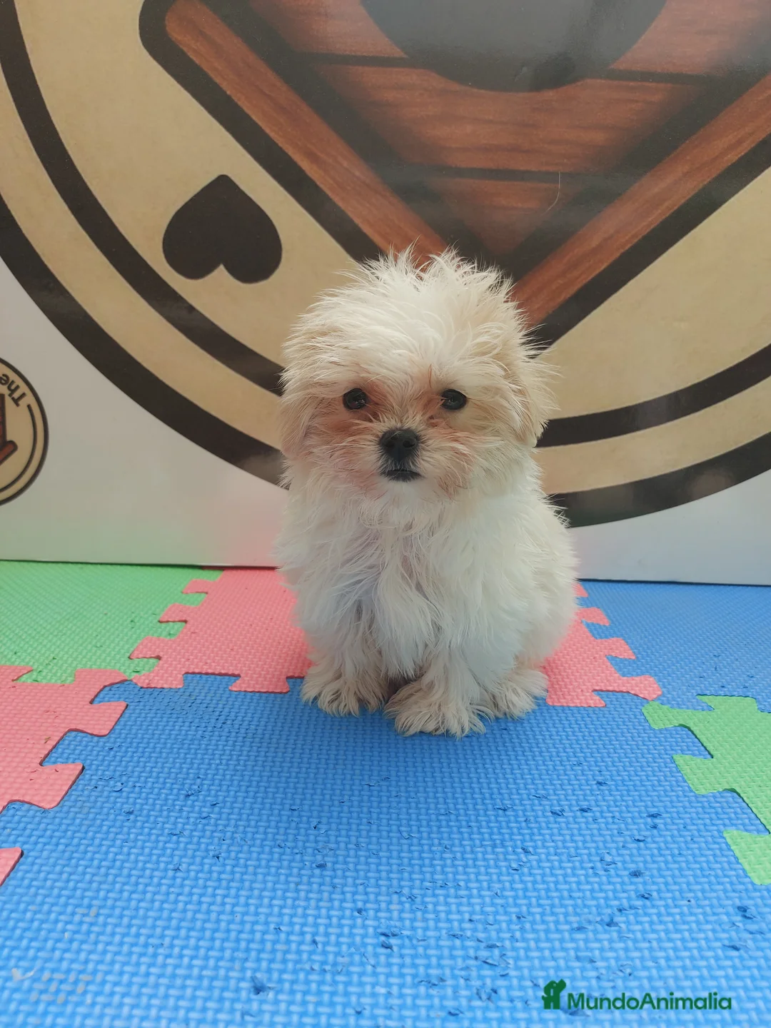 Bichón Maltés perros en venta: Bichón maltés  - Anuncio 2