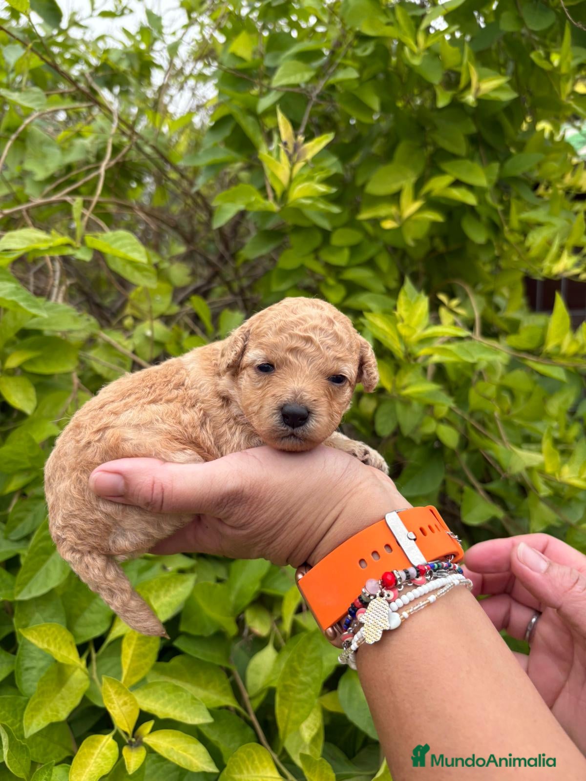 Labradoodle perros Labradoodle  - Anuncio 2
