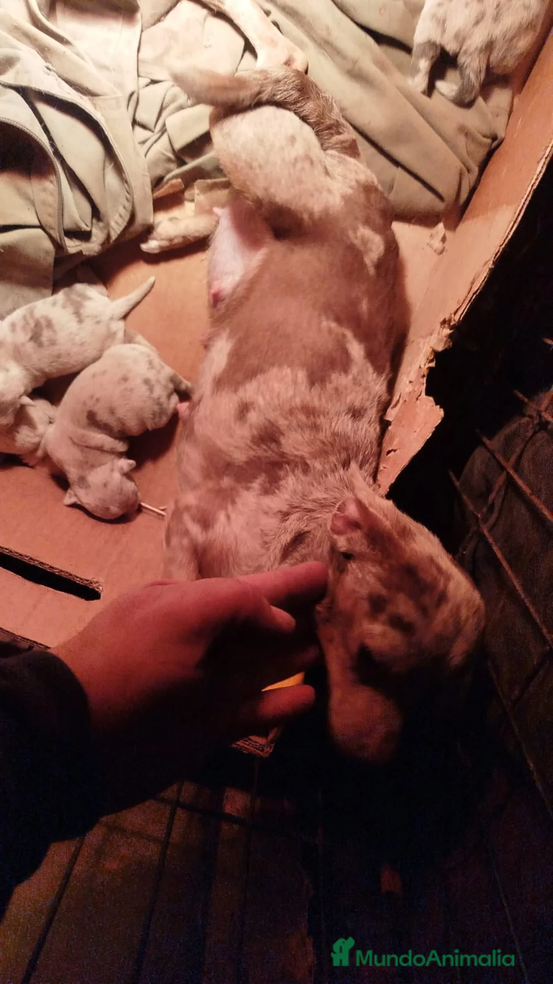 Chihuahua perros en venta: Chihuahuas exóticos disponibles - Anuncio 1