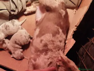 Chihuahua perros Chihuahuas exóticos disponibles - Anuncio 1