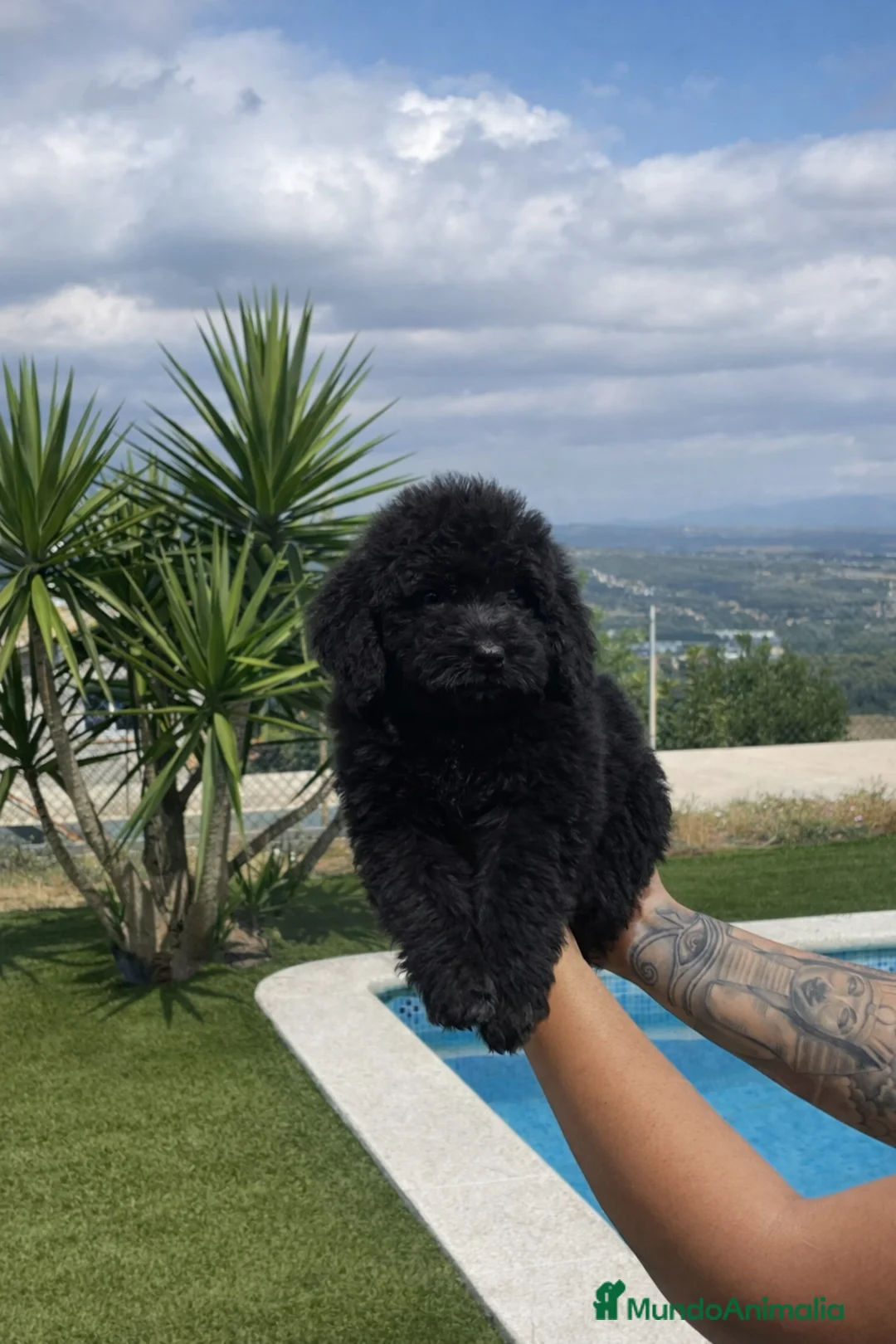 Perro de Agua Español perros en venta: Espectacular perro de agua español - Anuncio 1