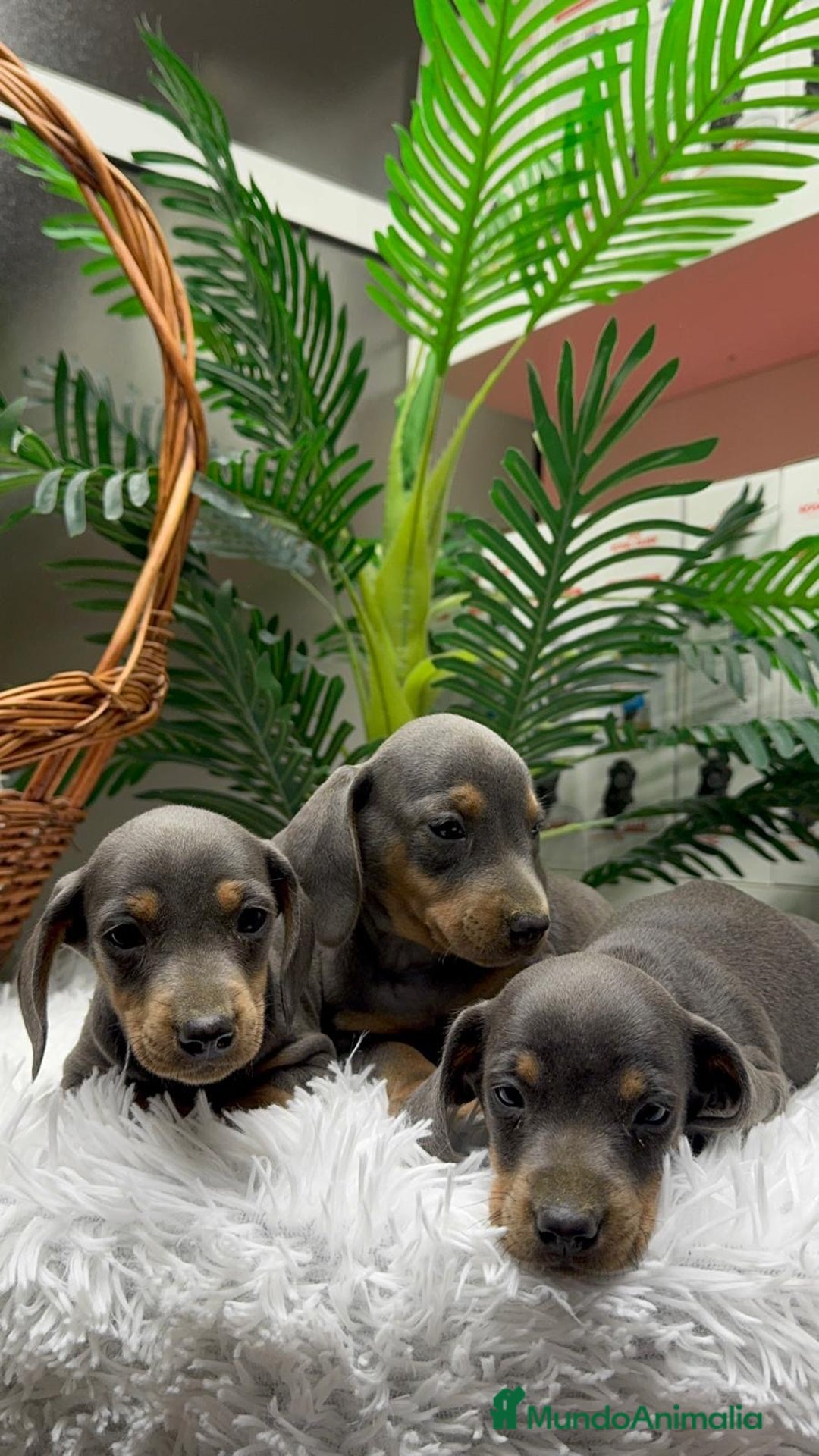 Teckel Miniatura perros en venta: TECKEL MINIATURA BLUE AND TAN - Anuncio 17