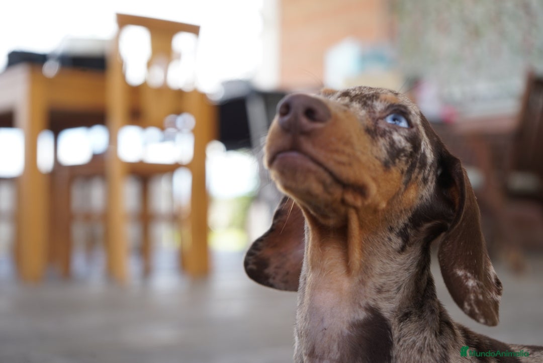 Teckel Miniatura perros en venta: 🔹 TECKEL MINIATURA 🔹 - Imagen 5