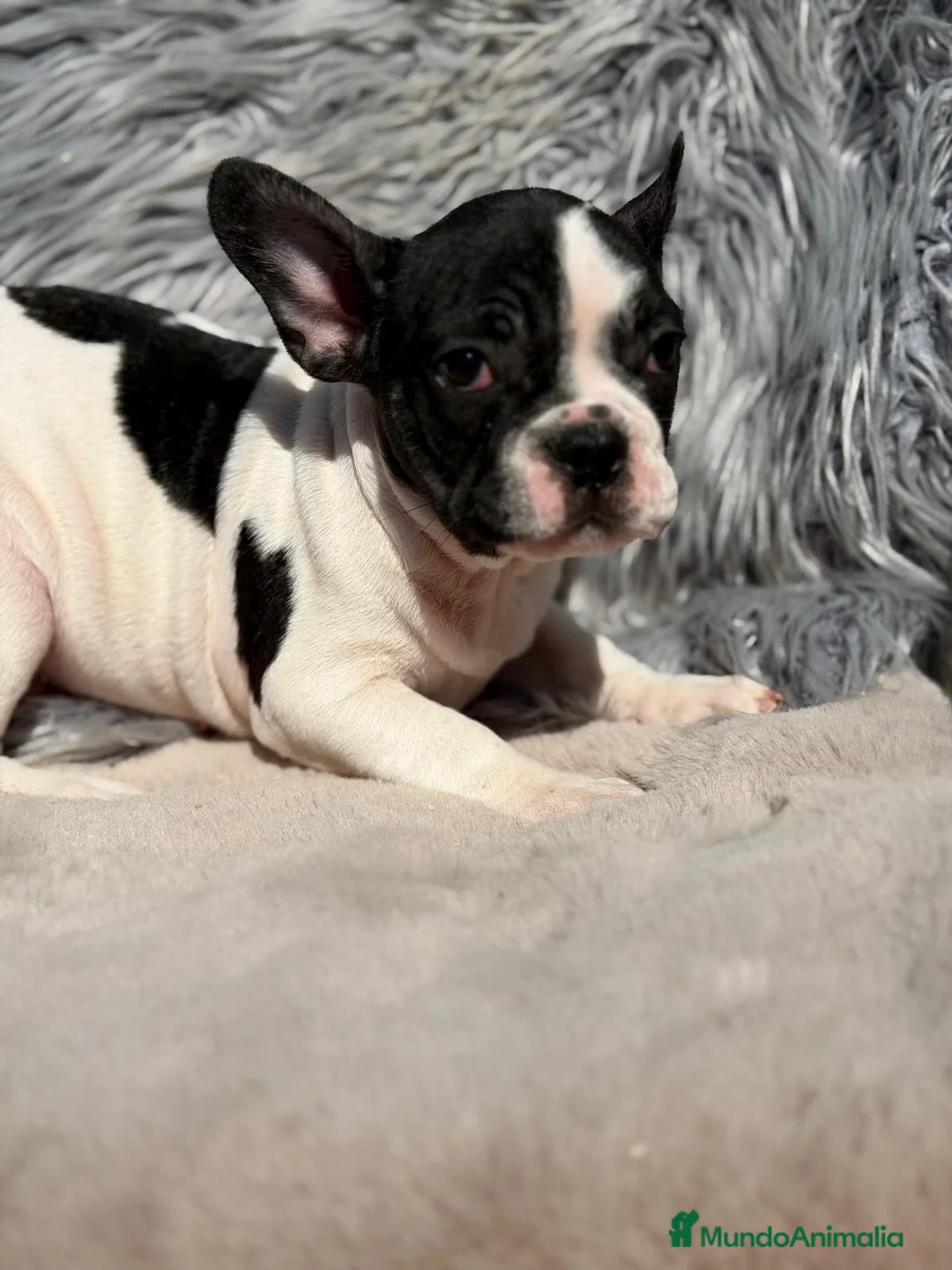 Bulldog Francés perros en venta: BULLDOG FRANCÉS BICOLOR - Anuncio 2