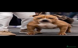 American Bully perros en venta: American bully pocket . Abkc  - Imagen 10