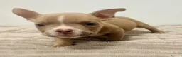 American Bully perros en venta: American Bully - Anuncio 12