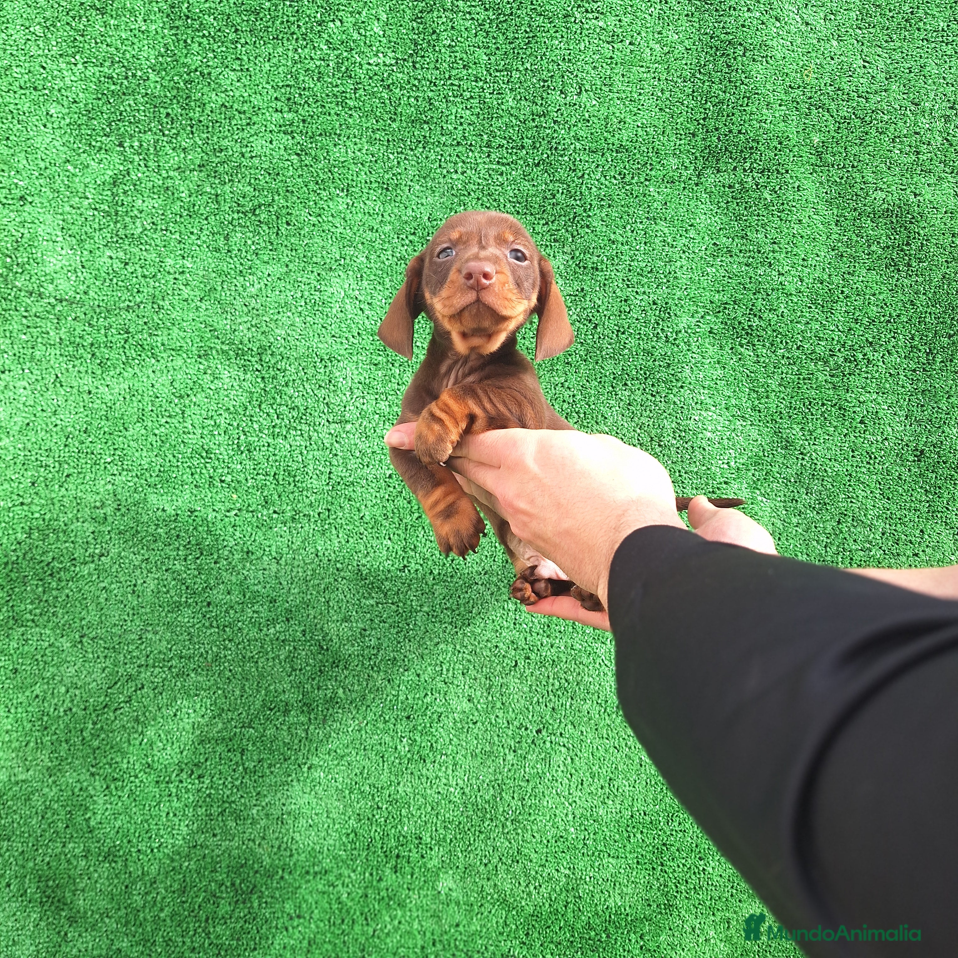 Teckel Miniatura perros TECKEL MINIATURA CHOCOLATE  - Anuncio 1