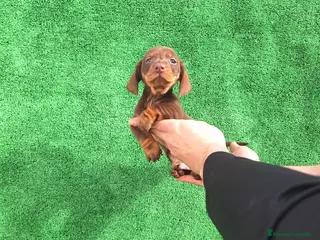 Teckel Miniatura perros TECKEL MINIATURA CHOCOLATE - Anuncio 1