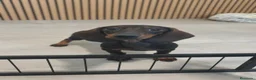 Teckel Miniatura perros en venta: Teckel Mini hembra disponible  - Anuncio 9