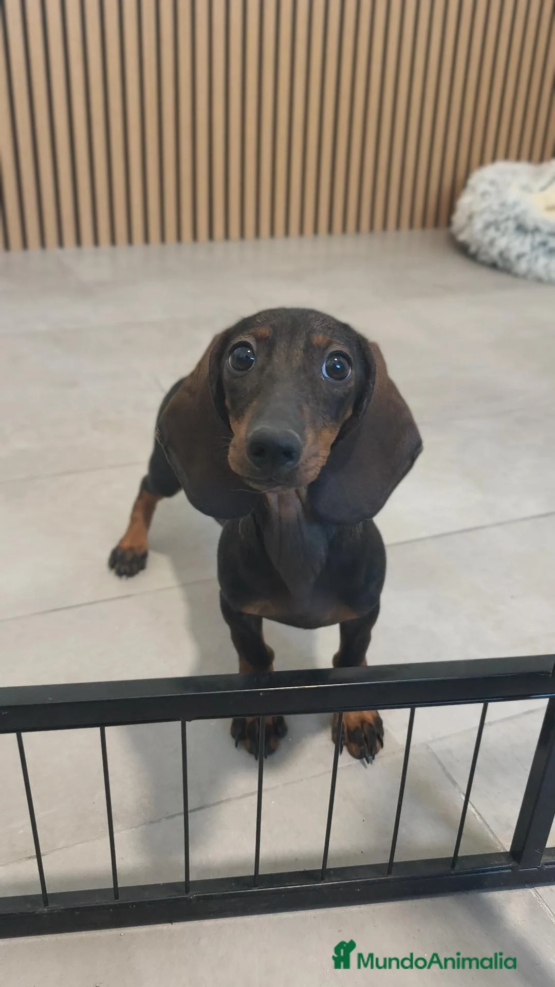 Teckel Miniatura perros en venta: Teckel Mini hembra disponible  - Anuncio 9