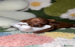 Caniche Toy perros en venta: Caniche Teacup Macho en Madrid - Imagen 1