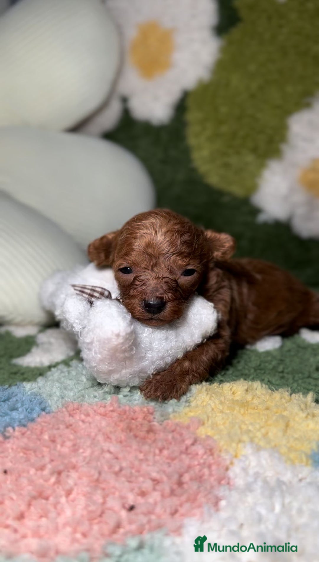Caniche Toy perros en venta: Caniche Teacup Macho en Madrid - Imagen 1