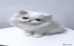Persa gatos en venta: Persas blancos - Imagen 4