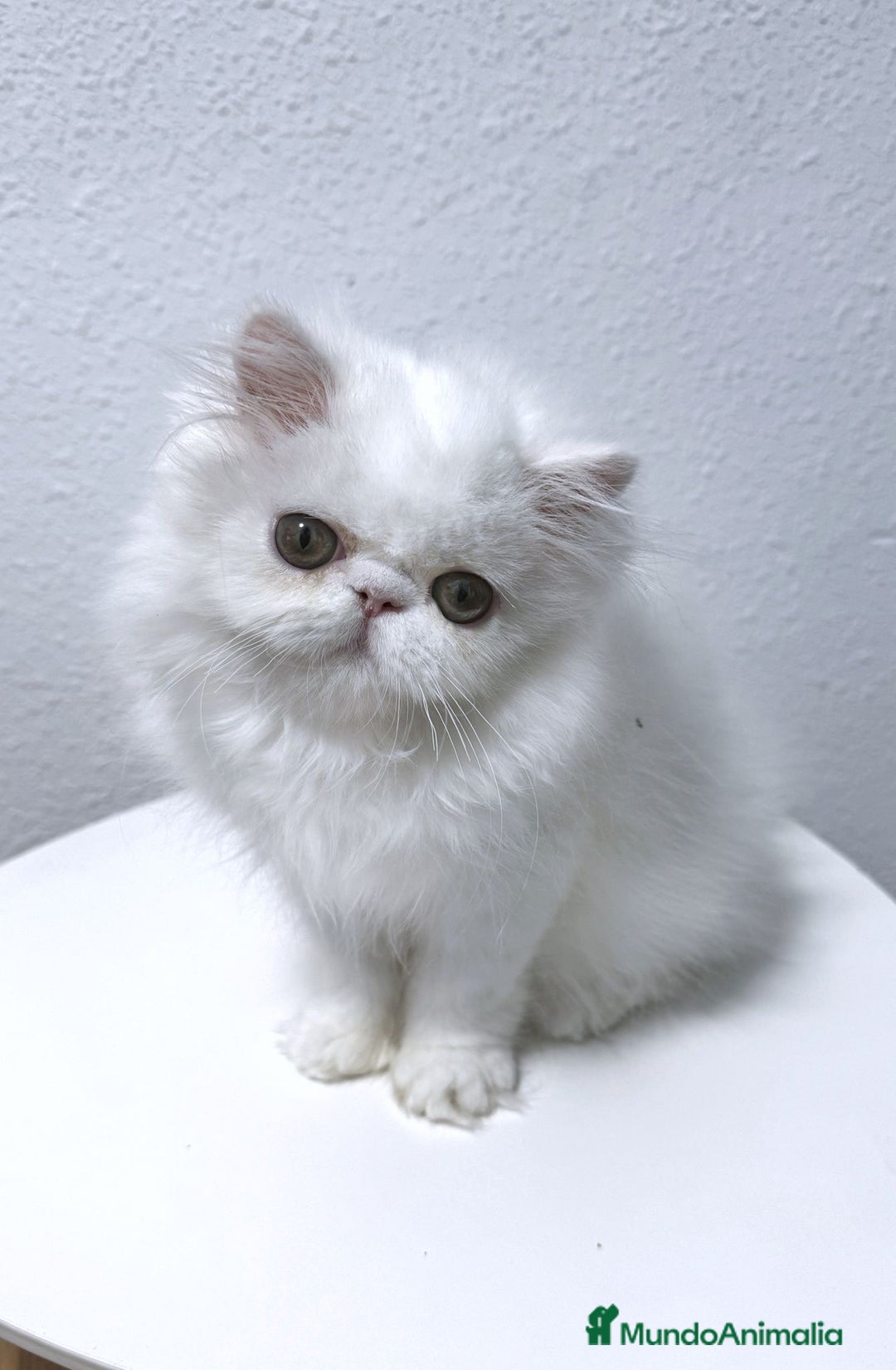 Persa gatos en venta: Persas blancos - Imagen 4