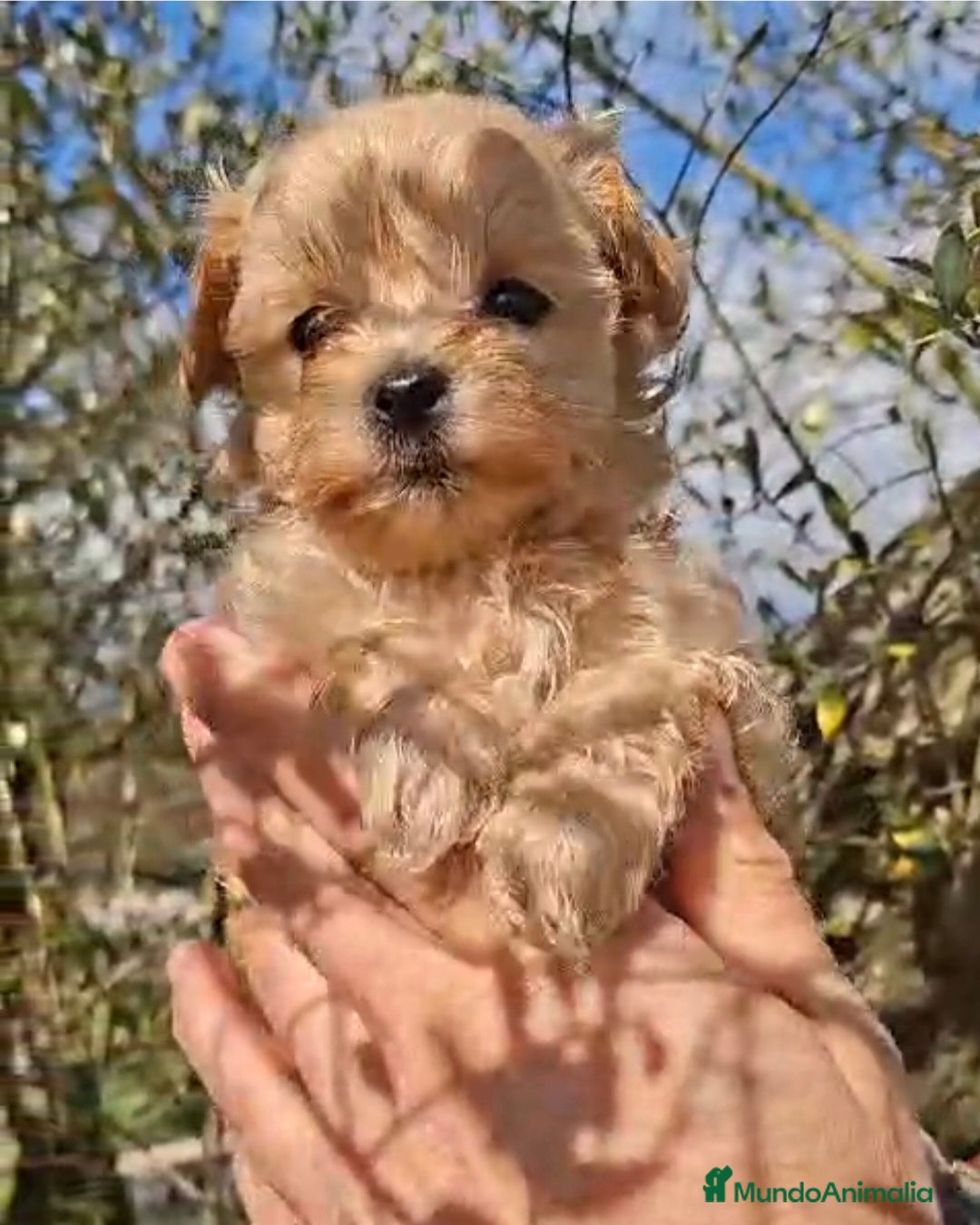 Maltipoo perros Maltipoo - Anuncio 1