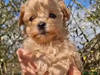 Maltipoo perros Maltipoo - Anuncio 1