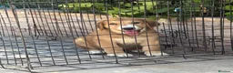 Pastor de Asia Central perros en venta: Cachorra de Alabai  - Anuncio 1