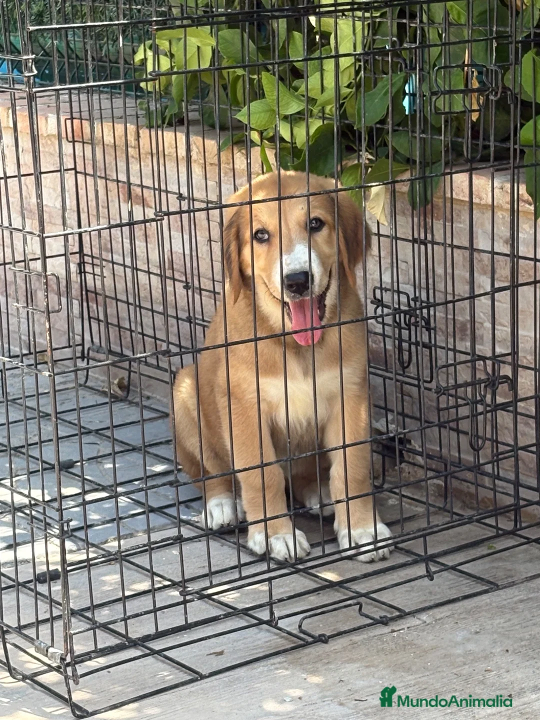 Pastor de Asia Central perros en venta: Cachorra de Alabai  - Anuncio 1