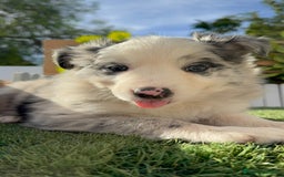 Border Collie perros en venta: BORDER COLLIE HEMBRA MERLE - Imagen 11