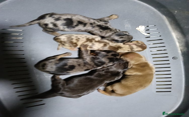 Teckel Miniatura perros - Anuncio 10
