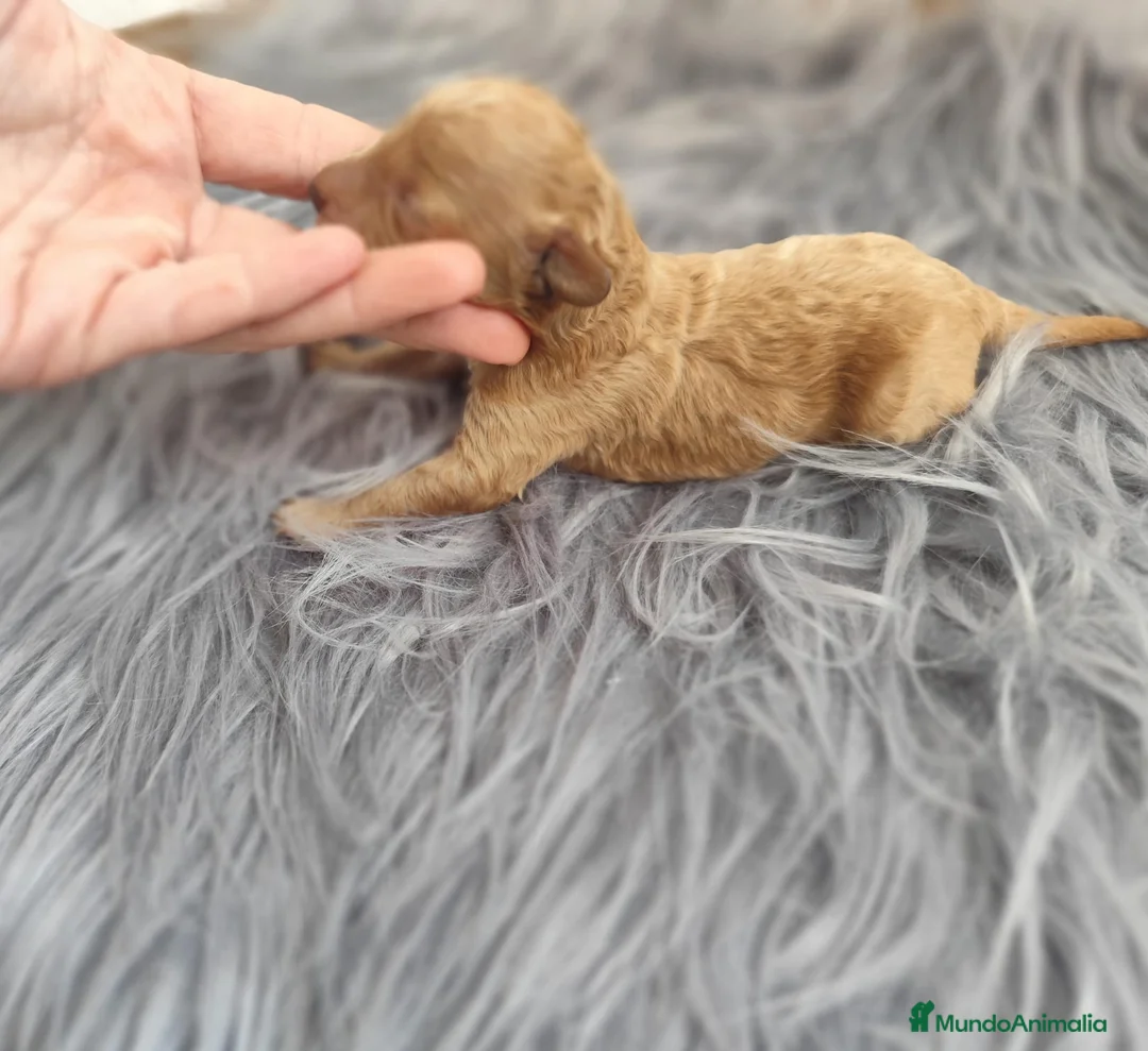 Caniche Toy perros en venta: Caniche toy  - Anuncio 5