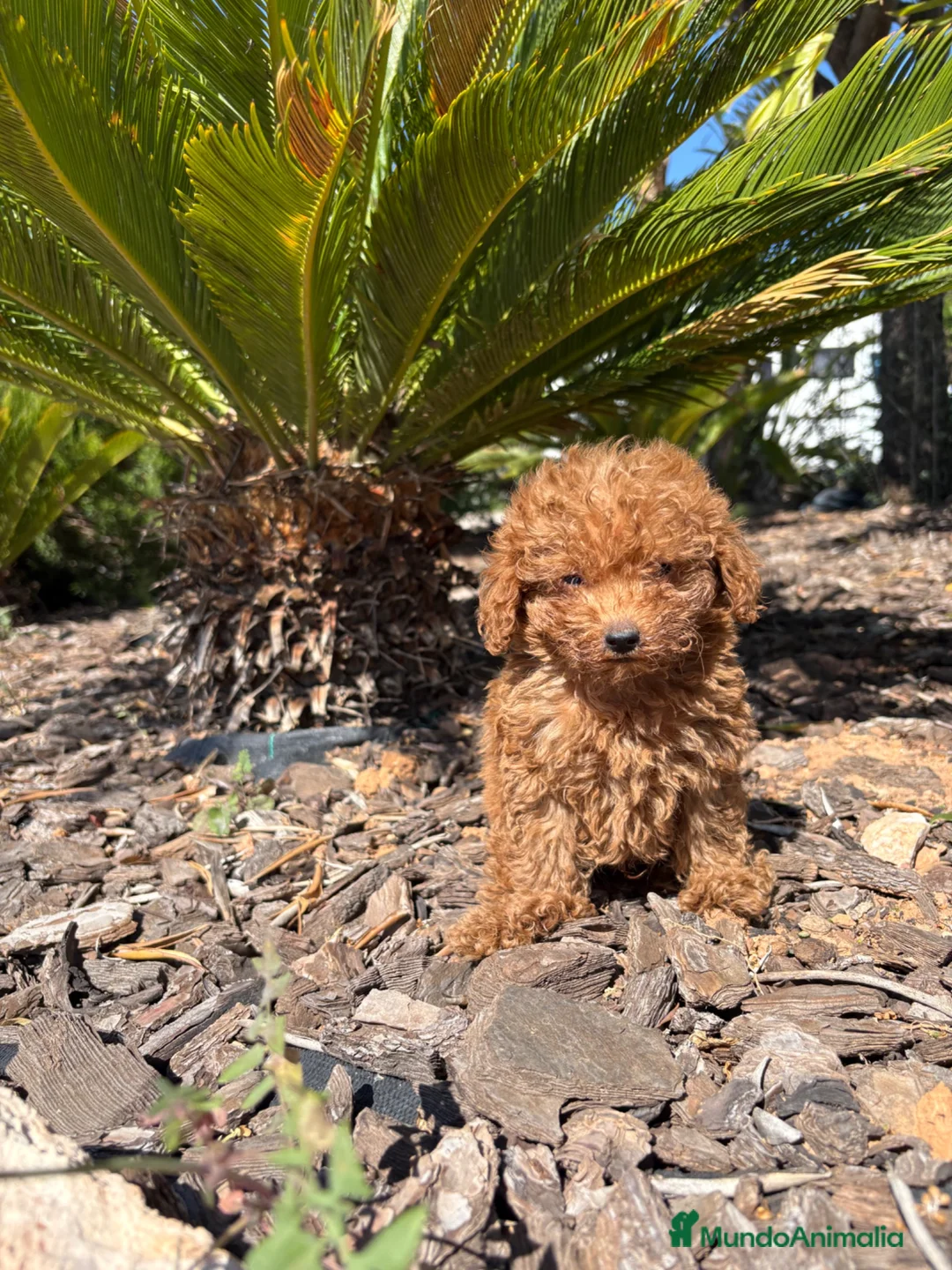 Caniche Toy perros en venta: CANICHE TOY - Anuncio 1