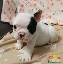 Bulldog Francés perros bulldog frances  - Anuncio 2