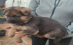 Pastor Alemán perros en venta: Cachorrita pastor aleman, precio real - Imagen 1