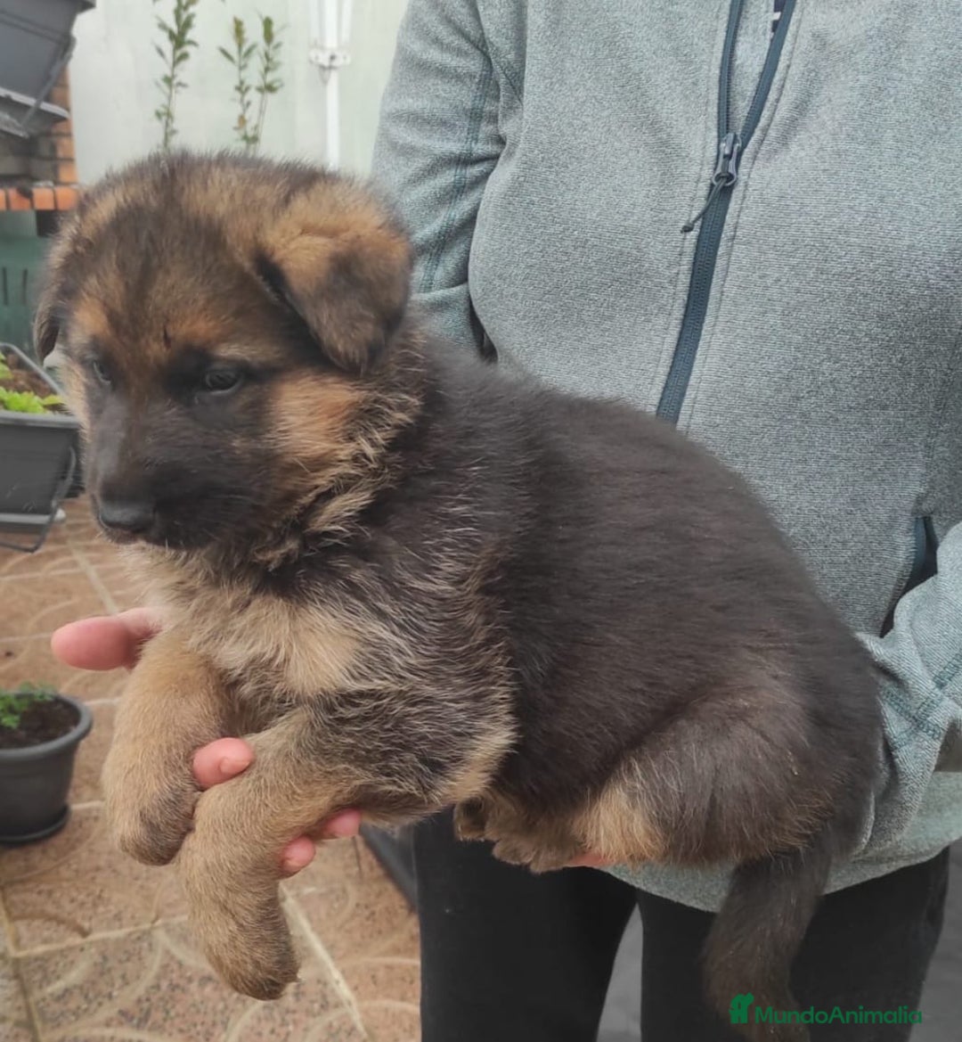 Pastor Alemán perros en venta: Cachorrita pastor aleman, precio real - Imagen 1