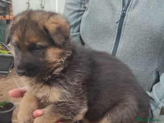 Pastor Alemán perros - Anuncio 1