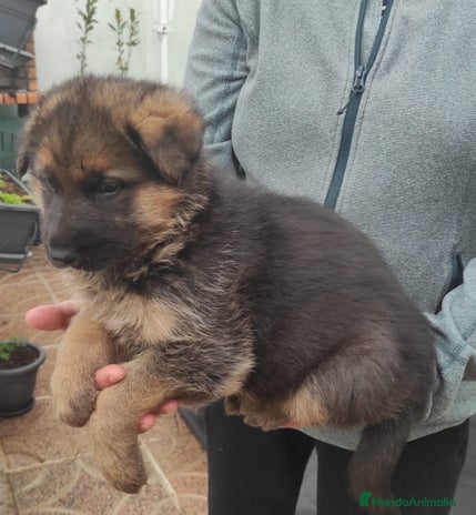 Pastor Alemán perros - Anuncio 1