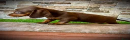 Teckel Miniatura perros en venta: Teckel kaninchen pelo largo  - Anuncio 6