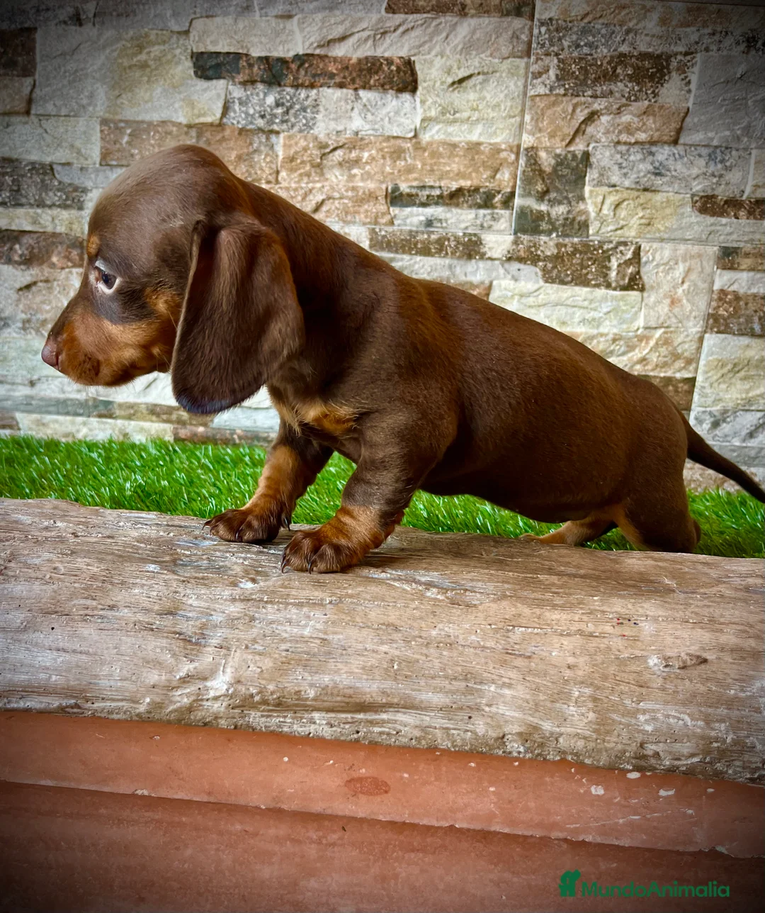 Teckel Miniatura perros en venta: Teckel kaninchen pelo largo  - Anuncio 6