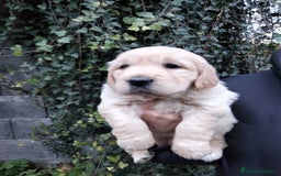 Golden Retriever perros en venta: cachorros de Golden Retriever machos y hembras  - Anuncio 10