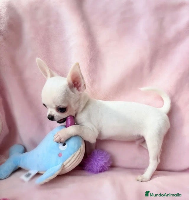 Chihuahua perros 🌸 CACHORRITOS CHIHUAHUA 💘 - Anuncio 1