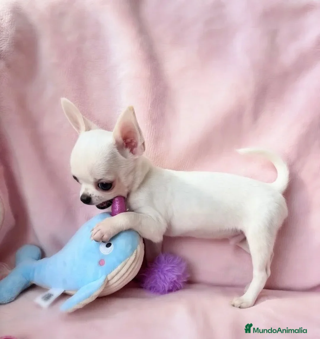 Chihuahua perros en venta: 🌸 CACHORRITOS CHIHUAHUA 💘 - Anuncio 1