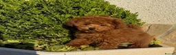 Caniche Toy perros en venta: Caniche toy hembra mini toy disponible  - Anuncio 1