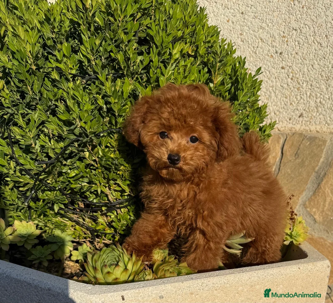 Caniche Toy perros en venta: Caniche toy hembra mini toy disponible  - Anuncio 1