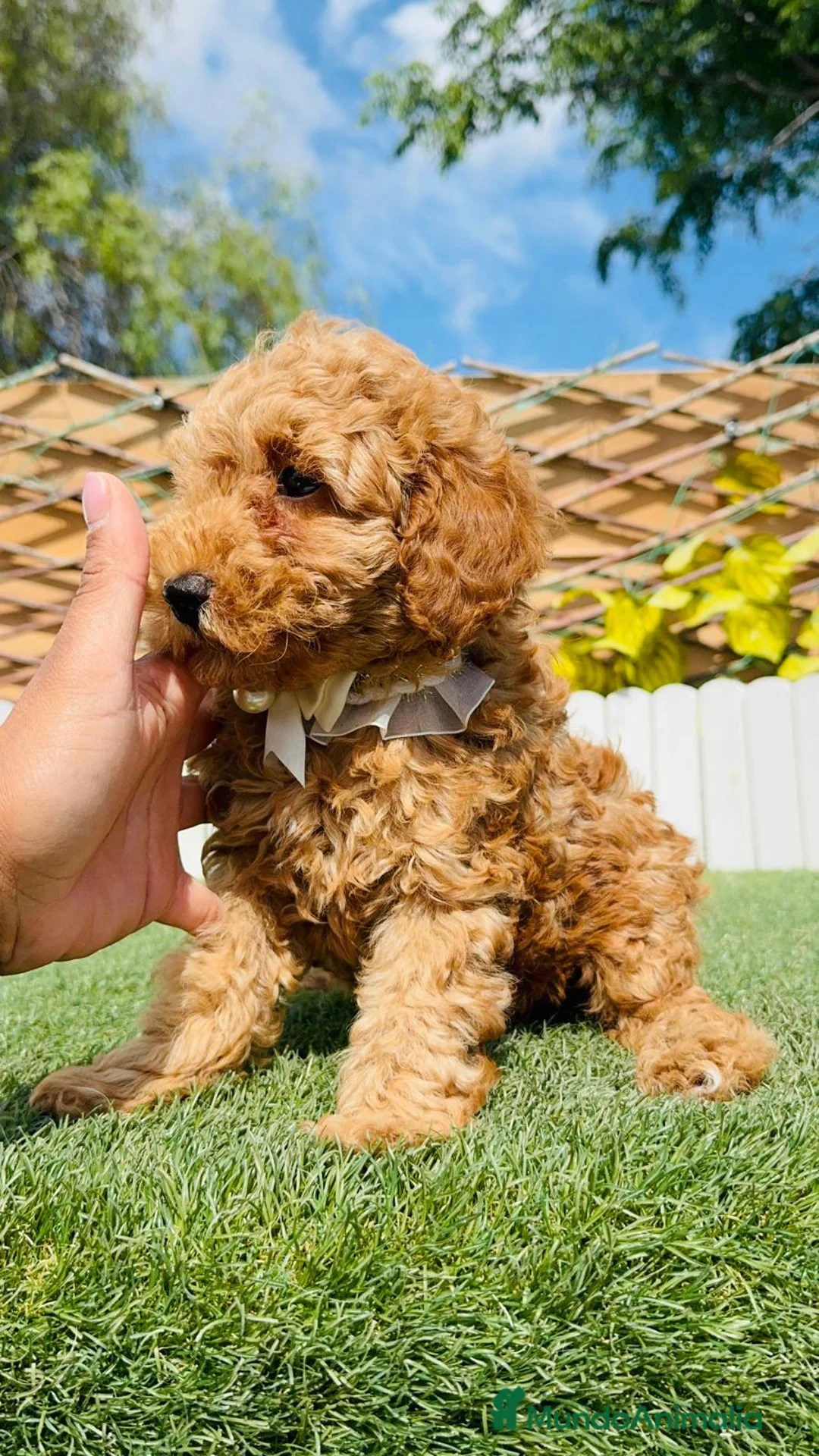 Caniche Toy perros en venta: CANICHE TOY-LISTO PARA ENTREGAR - Anuncio 2