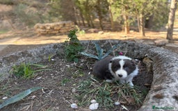 Border Collie perros en venta: 🐾 CACHORROS BORDER COLLIE DE ALTA CALIDAD 🐾 - Anuncio 6