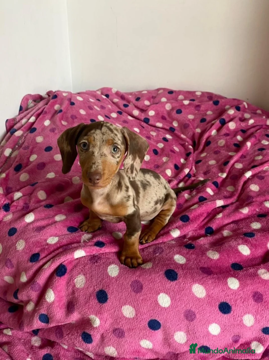 Teckel perros en venta: Teckel exóticos  en Ciudad Real - Anuncio 3