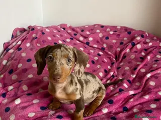 Teckel perros Teckel exóticos - Anuncio 13