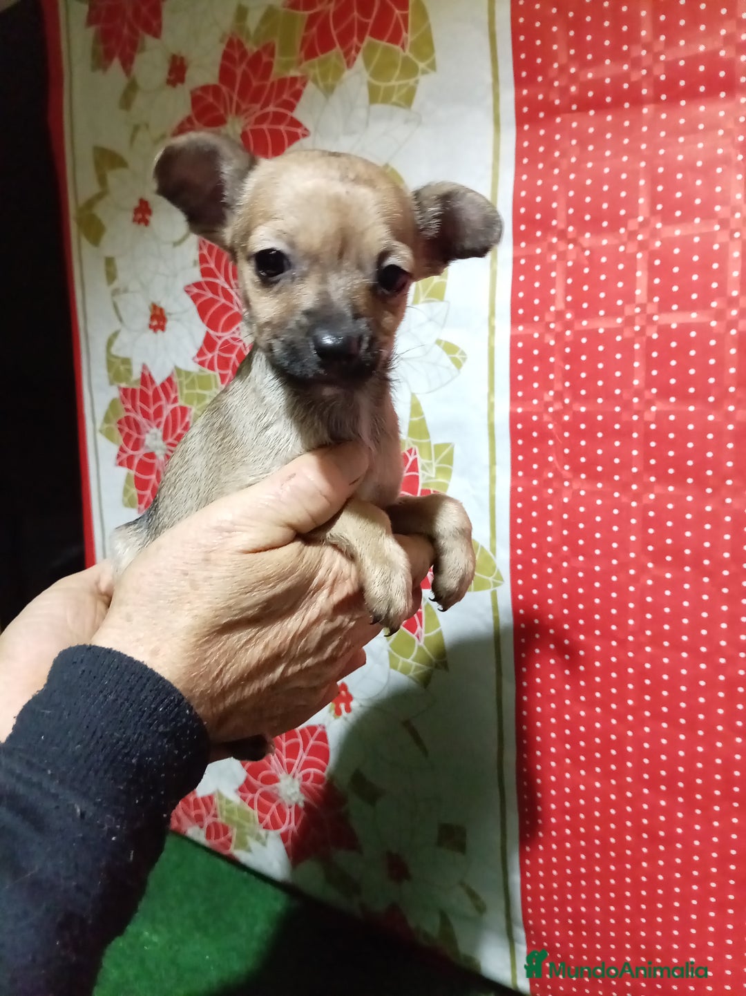 Raza Mixta perros en venta: Cruce ratón de Praga  con  chihuahua - Anuncio 7