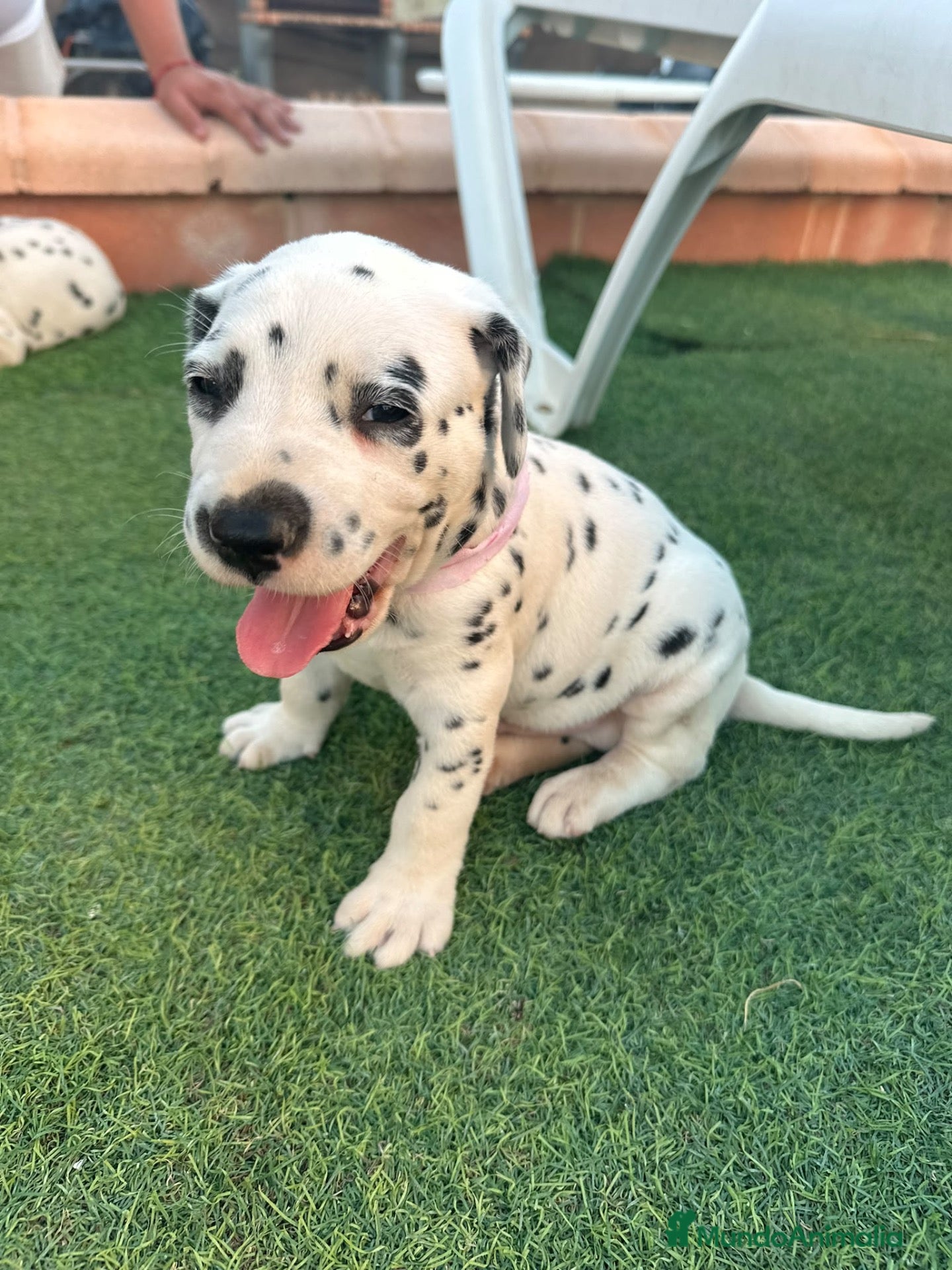 Dálmata perros Preciosos Cachorros Dálmata Super Amorosos - Anuncio 1