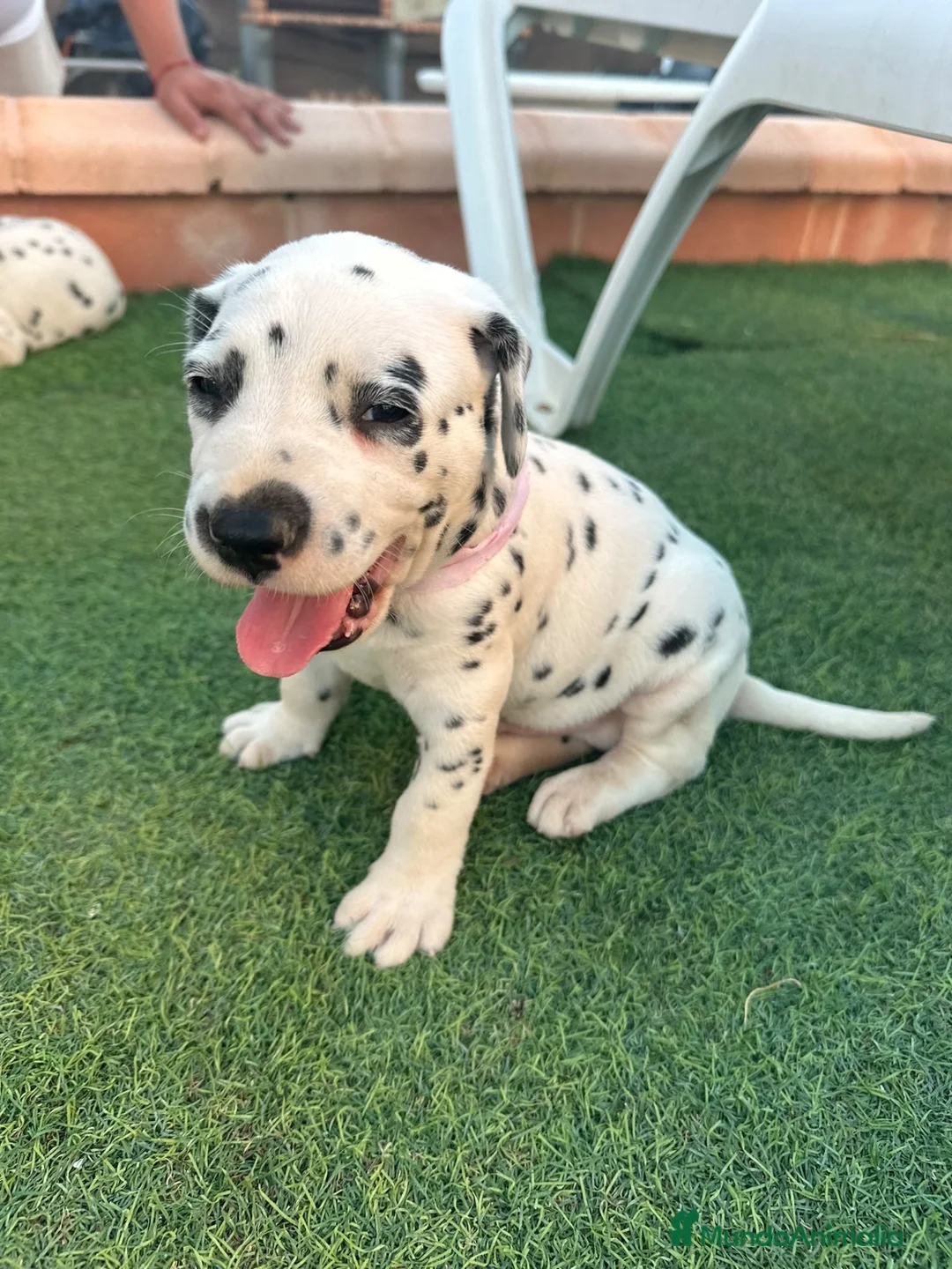 Dálmata perros en venta: Preciosos Cachorros Dálmata Super Amorosos - Anuncio 1