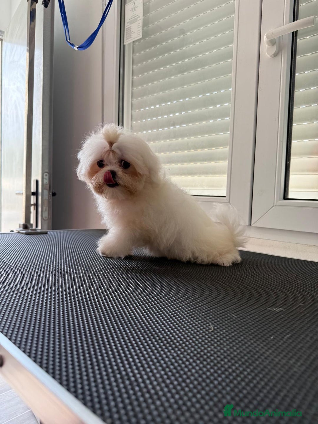 Bichón Maltés perros en venta: Hermoso cachorro de bichon maltés toy - Imagen 3