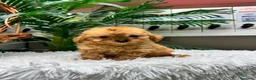 Caniche Toy perros en venta: CANICHE TOY - Anuncio 13