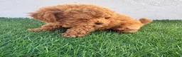 Caniche Toy perros en venta: Caniche toy - Anuncio 15