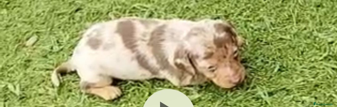 Teckel Miniatura perros en venta: Teckel mini  - Anuncio 1